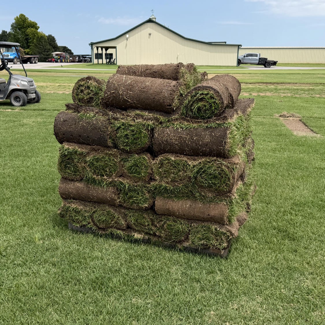 Zoysia.jpg